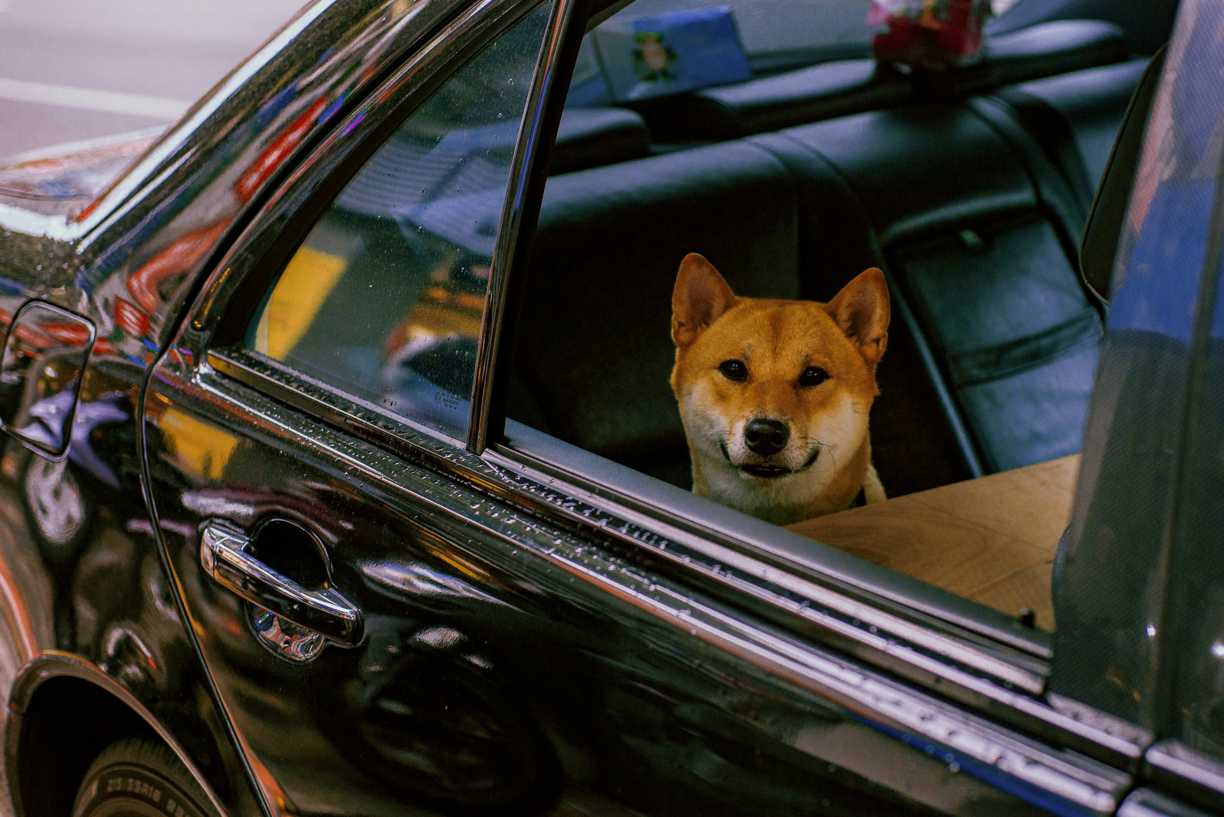 brown and white short coated dog in car